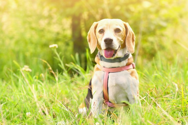 personlighed Interessant Portræt Blogindlæg: 3 Gode grunde til at hunden er menneskets bedste ven!